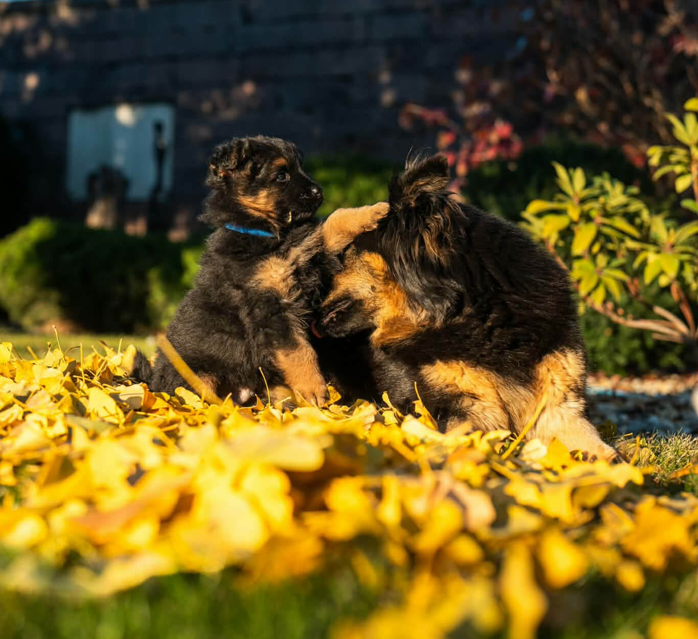 Chodský pes - detaily